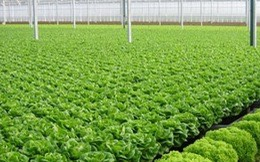 Đào tạo nghề Trồng rau an toàn cho 35 học viên tại Xã Thanh Lộc